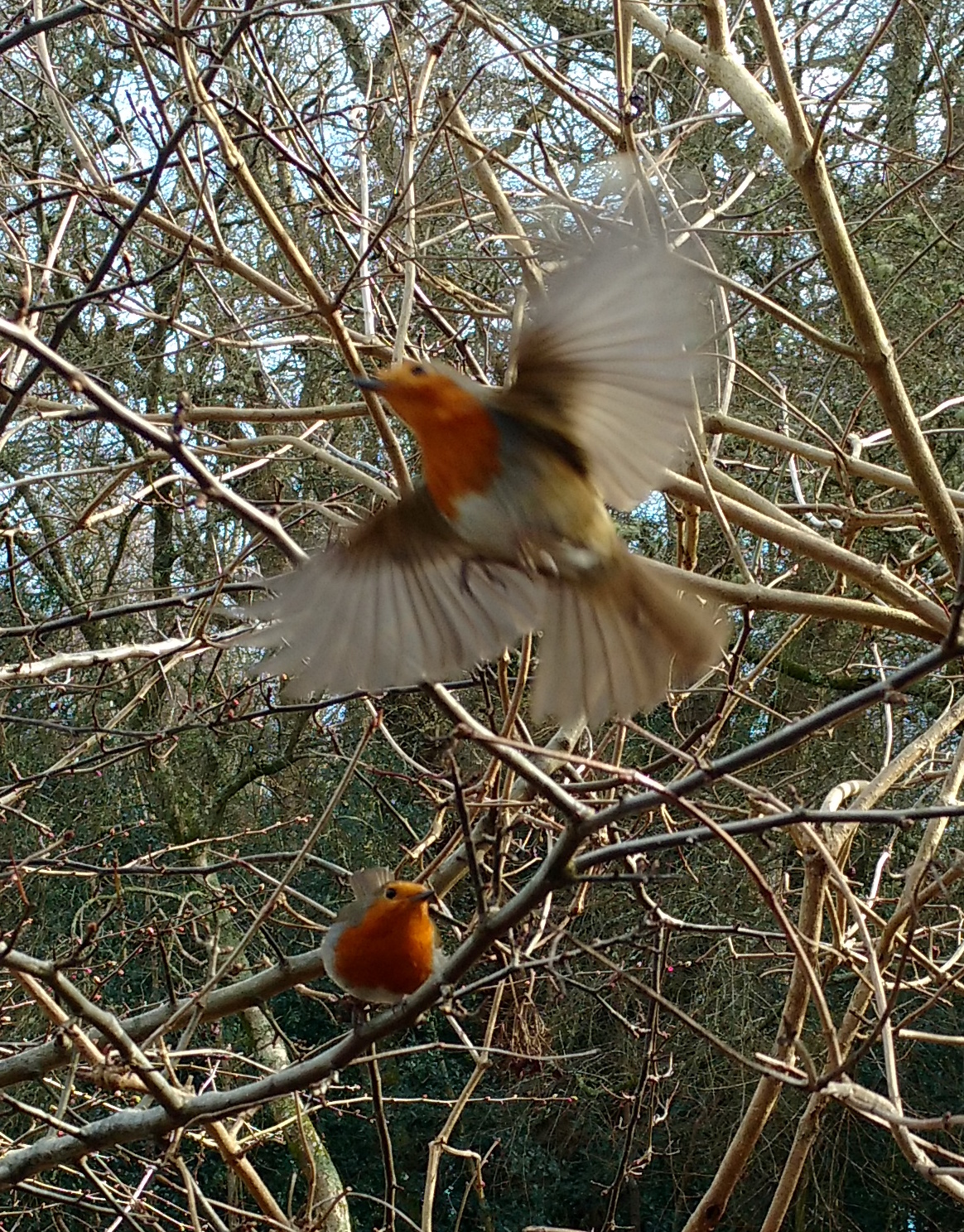 img_20170217_124744208